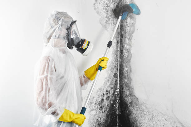 Best Black Mold Removal  in Navarre Beach, FL