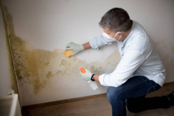 Best Mold Odor Removal Services  in Navarre Beach, FL