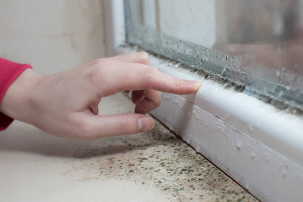 Best Attic Mold Removal  in Navarre Beach, FL